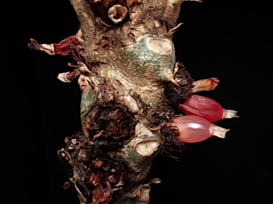 APII jpeg image of Myrmecodia tuberosa  © contact APII