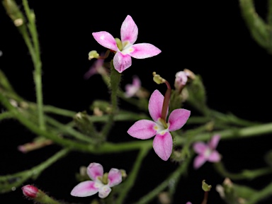 APII jpeg image of Stylidium eriorhizum  © contact APII