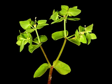 APII jpeg image of Euphorbia peplus  © contact APII