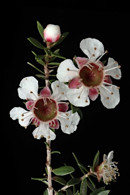 APII jpeg image of Leptospermum novae-angliae  © contact APII