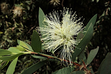 APII jpeg image of Melaleuca groveana  © contact APII