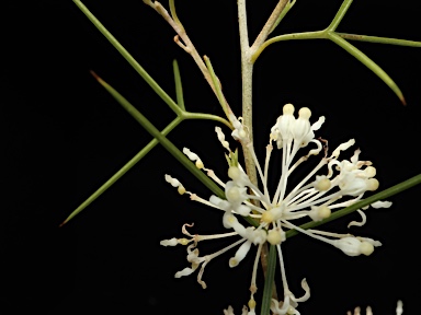 APII jpeg image of Grevillea paniculata  © contact APII