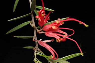 APII jpeg image of Grevillea juniperina subsp. allojohnsonii  © contact APII