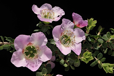 APII jpeg image of Leptospermum rotundifolium 'Lavender Queen'  © contact APII