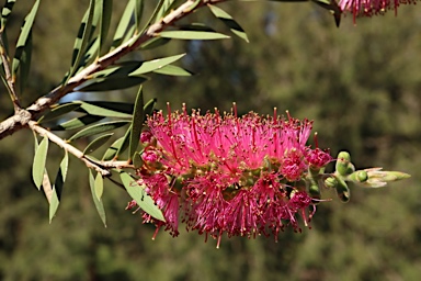 APII jpeg image of Callistemon megalongensis  © contact APII