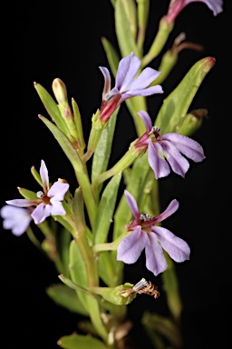 APII jpeg image of Lobelia anceps  © contact APII