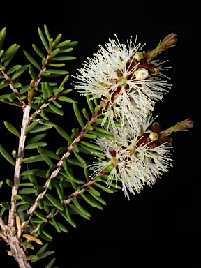 APII jpeg image of Melaleuca howeana  © contact APII