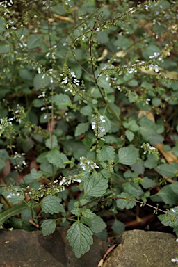 APII jpeg image of Plectranthus nitidus  © contact APII