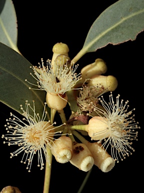 APII jpeg image of Eucalyptus cooperiana  © contact APII