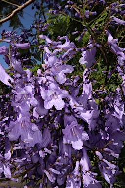 APII jpeg image of Jacaranda mimosifolia  © contact APII