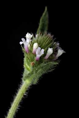 APII jpeg image of Verbena bonariensis  © contact APII