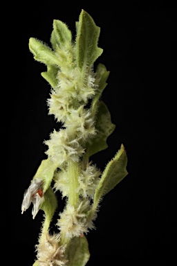APII jpeg image of Dysphania cristata  © contact APII