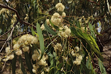APII jpeg image of Eucalyptus camaldulensis subsp. camaldulensis  © contact APII