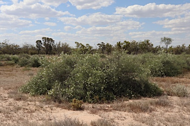 APII jpeg image of Eremophila polyclada  © contact APII