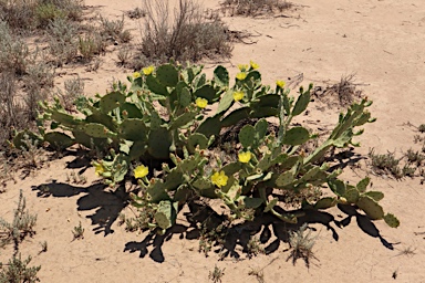 APII jpeg image of Opuntia  © contact APII