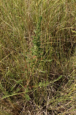 APII jpeg image of Lythrum hyssopifolia  © contact APII