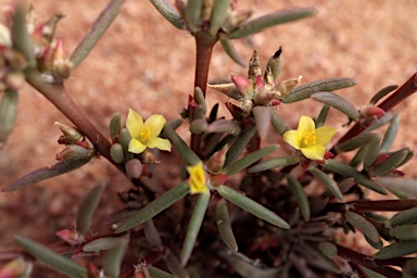 APII jpeg image of Portulaca filifolia  © contact APII