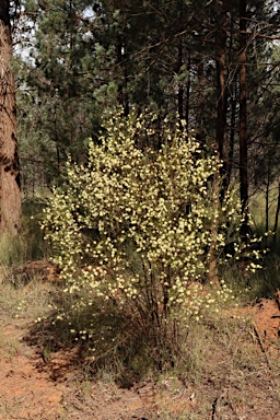 APII jpeg image of Melaleuca uncinata  © contact APII