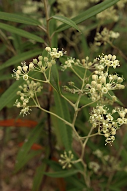 APII jpeg image of Astrotricha longifolia  © contact APII