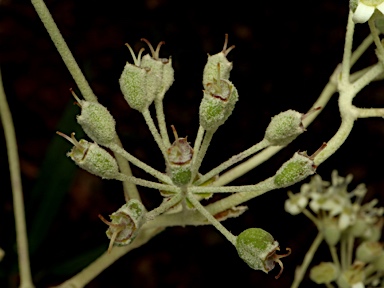 APII jpeg image of Astrotricha longifolia  © contact APII