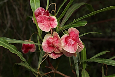 APII jpeg image of Dodonaea viscosa subsp. angustissima  © contact APII