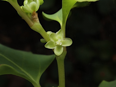 APII jpeg image of Muehlenbeckia rhyticarya  © contact APII