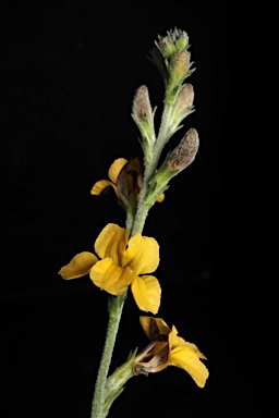 APII jpeg image of Goodenia bellidifolia subsp. bellidifolia  © contact APII