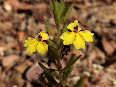 APII jpeg image of Goodenia heterophylla subsp. heterophylla  © contact APII