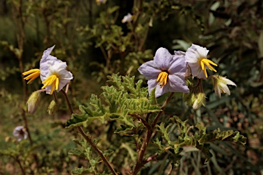 APII jpeg image of Solanum sisymbriifolium  © contact APII