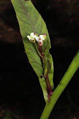 APII jpeg image of Rorippa gigantea  © contact APII