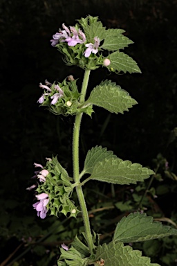 APII jpeg image of Ballota nigra subsp. foetida  © contact APII