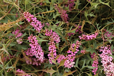 APII jpeg image of Grevillea leptobotrys 'Lilac Tangles'  © contact APII