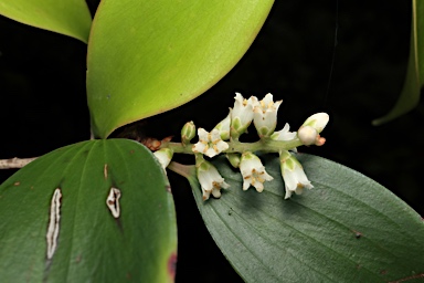 APII jpeg image of Trochocarpa bellendenkerensis  © contact APII