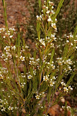 APII jpeg image of Hysterobaeckea sp. Mt Zeil  © contact APII