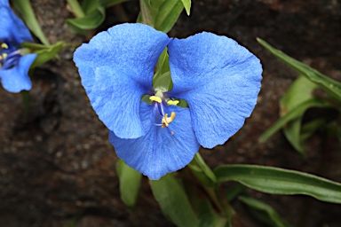 APII jpeg image of Commelina cyanea  © contact APII