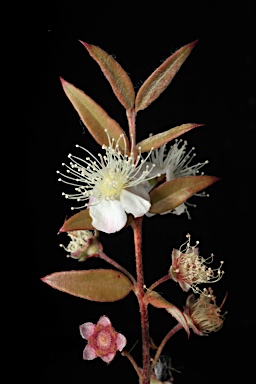 APII jpeg image of Austromyrtus dulcis  © contact APII