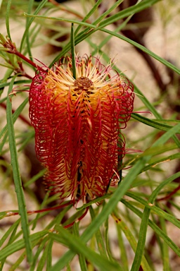 APII jpeg image of Banksia occidentalis  © contact APII