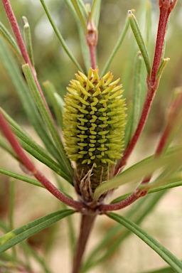 APII jpeg image of Banksia occidentalis  © contact APII