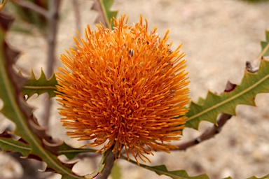 APII jpeg image of Banksia ashbyi subsp. ashbyi  © contact APII