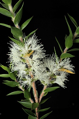 APII jpeg image of Melaleuca styphelioides  © contact APII