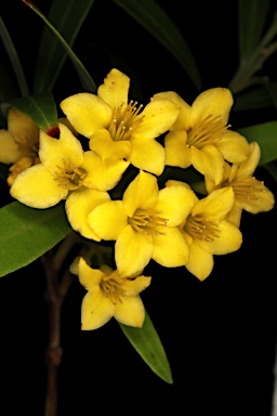 APII jpeg image of Tristania neriifolia  © contact APII