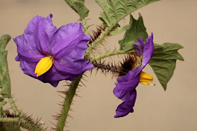 APII jpeg image of Solanum ultraspinosum  © contact APII