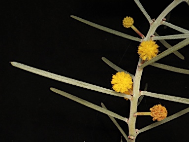 APII jpeg image of Acacia carneorum  © contact APII