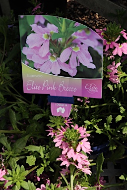 APII jpeg image of Scaevola 'Elite Pink Breeze'  © contact APII