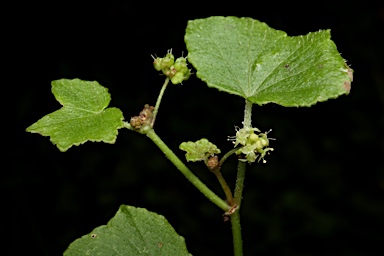 APII jpeg image of Hydrocotyle acutiloba  © contact APII