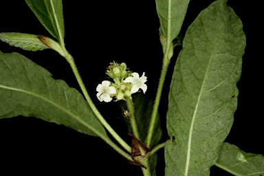 APII jpeg image of Psychotria sp. Danbulla (S.T.Blake 15262)  © contact APII