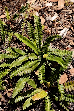 APII jpeg image of Blechnum penna-marina subsp. alpina  © contact APII