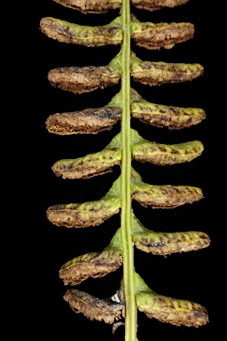 APII jpeg image of Blechnum penna-marina subsp. alpina  © contact APII