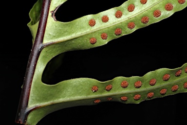 APII jpeg image of Zealandia pustulata subsp. pustulata  © contact APII