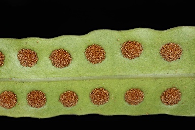APII jpeg image of Zealandia pustulata subsp. pustulata  © contact APII